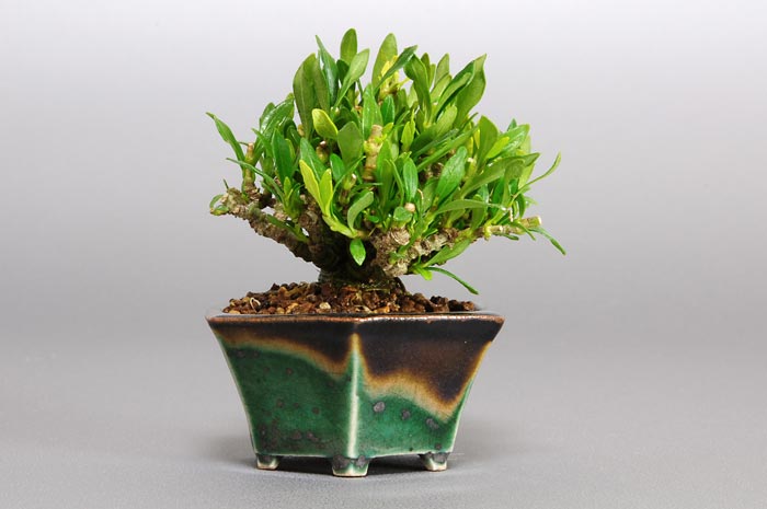 クチナシ-L（くちなし・梔子）花もの盆栽を左側から見た景色・Gardenia jasminoides bonsai