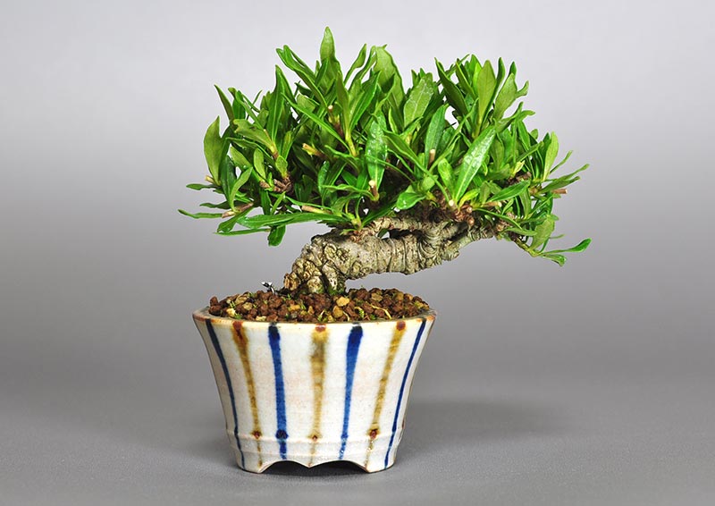 クチナシ-N1（くちなし・梔子）花もの盆栽を裏側から見た景色・Gardenia jasminoides bonsai