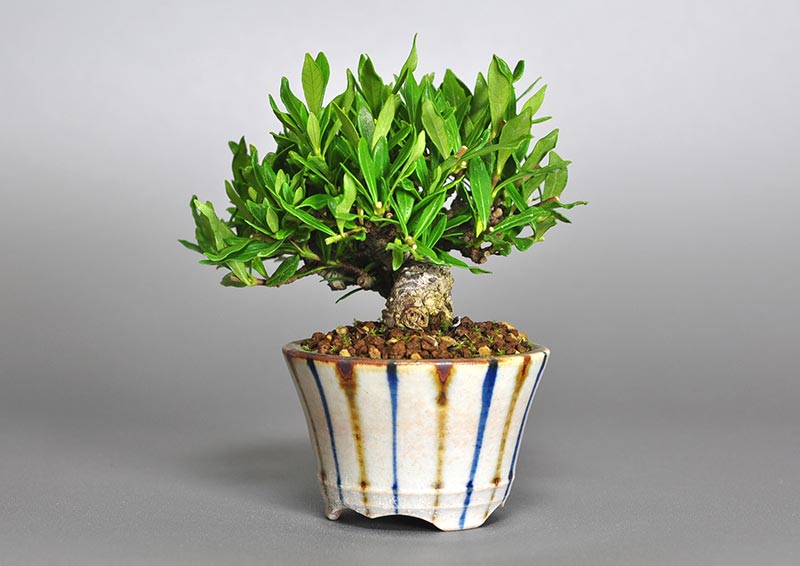 クチナシ-N1（くちなし・梔子）花もの盆栽を右側から見た景色・Gardenia jasminoides bonsai