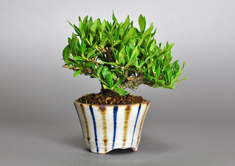 クチナシ-N1（くちなし・梔子）花もの盆栽を左側から見た景色・Gardenia jasminoides bonsai