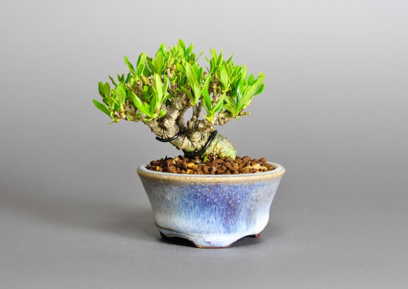 クチナシ-O1（くちなし・梔子）花もの盆栽の販売と育て方・作り方・Gardenia jasminoides bonsai