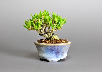 クチナシ-O1（梔子盆栽）Gardenia jasminoides bonsai・豆盆栽のベストコレクション・Best Collection of Mame Bonsai