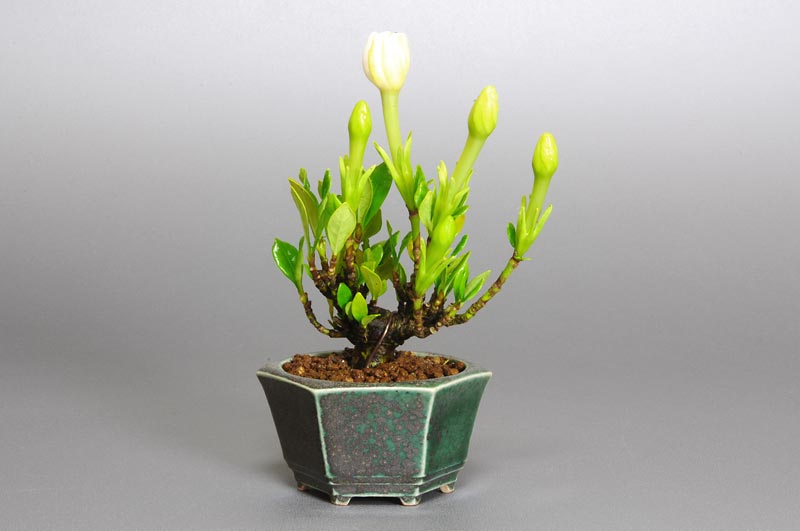 クチナシP-1（くちなし・梔子）花もの盆栽の販売と育て方・作り方・Gardenia jasminoides bonsai
