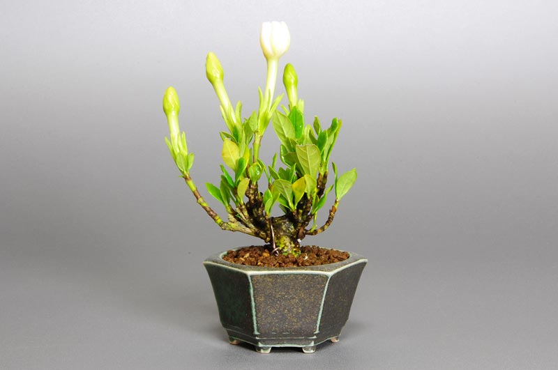 クチナシP-1（くちなし・梔子）花もの盆栽を裏側から見た景色・Gardenia jasminoides bonsai