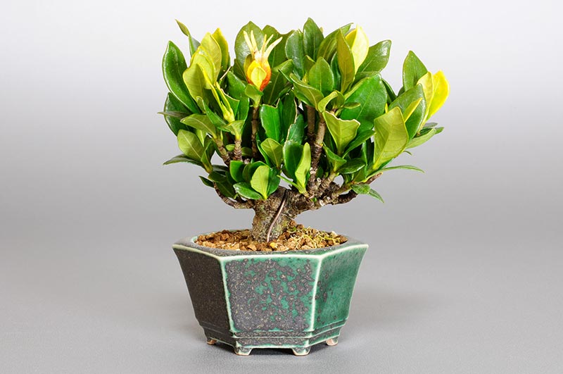 クチナシP（くちなし・梔子）花もの盆栽の販売と育て方・作り方・Gardenia jasminoides bonsai