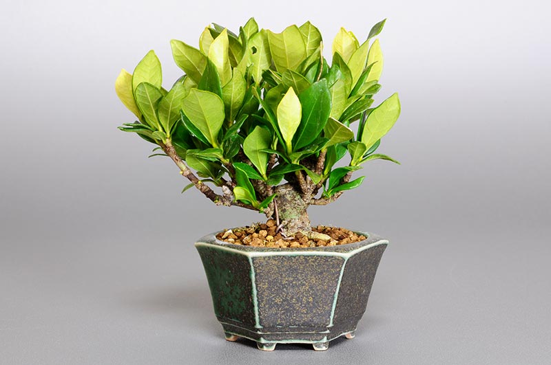 クチナシP（くちなし・梔子）花もの盆栽を裏側から見た景色・Gardenia jasminoides bonsai