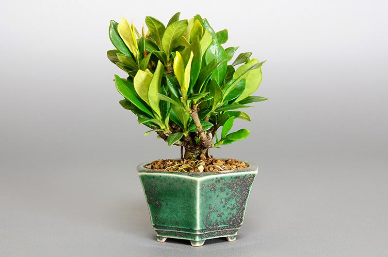 クチナシP（くちなし・梔子）花もの盆栽を右側から見た景色・Gardenia jasminoides bonsai