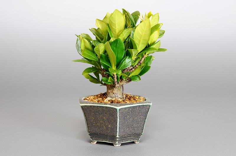 クチナシP（くちなし・梔子）花もの盆栽を左側から見た景色・Gardenia jasminoides bonsai