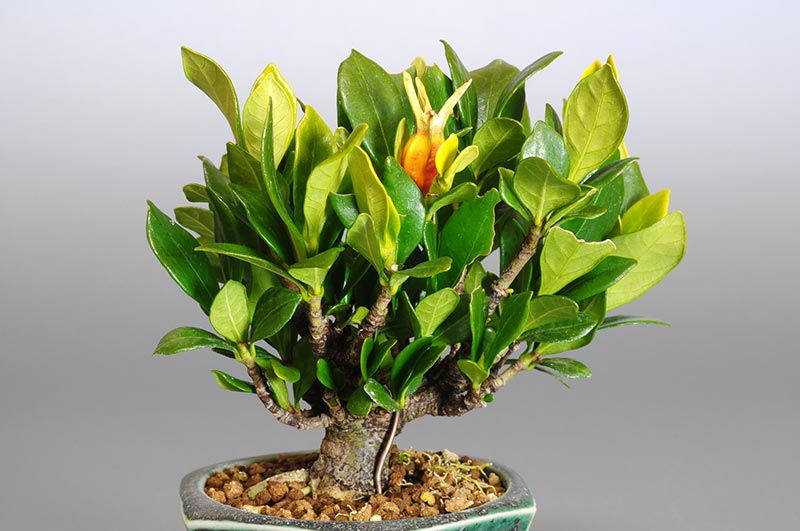 クチナシP（くちなし・梔子）花もの盆栽を別側から見た景色・Gardenia jasminoides bonsai