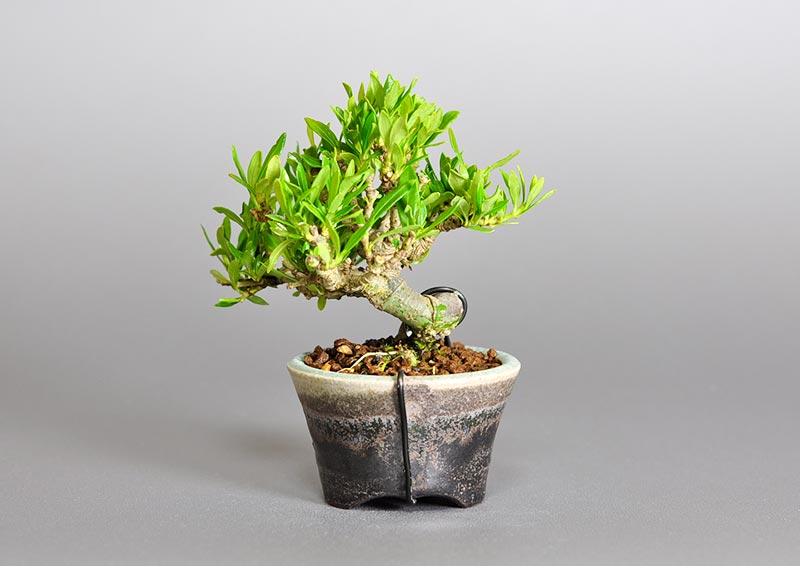 クチナシ-P1（くちなし・梔子）花もの盆栽を裏側から見た景色・Gardenia jasminoides bonsai