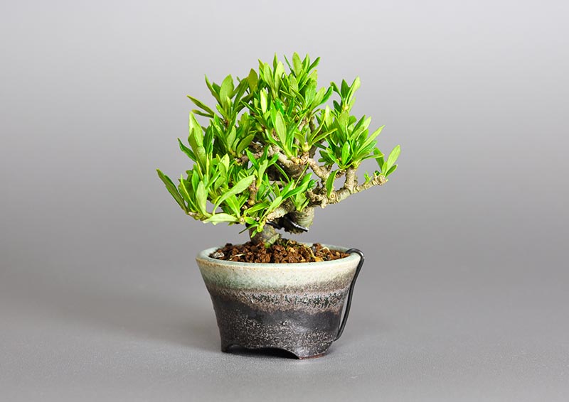 クチナシ-P1（くちなし・梔子）花もの盆栽を右側から見た景色・Gardenia jasminoides bonsai