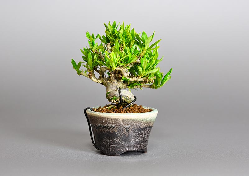 クチナシ-P1（くちなし・梔子）花もの盆栽を左側から見た景色・Gardenia jasminoides bonsai