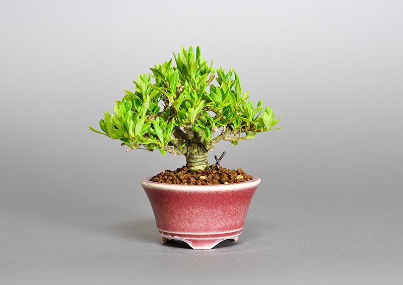 クチナシ-Q1（くちなし・梔子）花もの盆栽の販売と育て方・作り方・Gardenia jasminoides bonsai photo