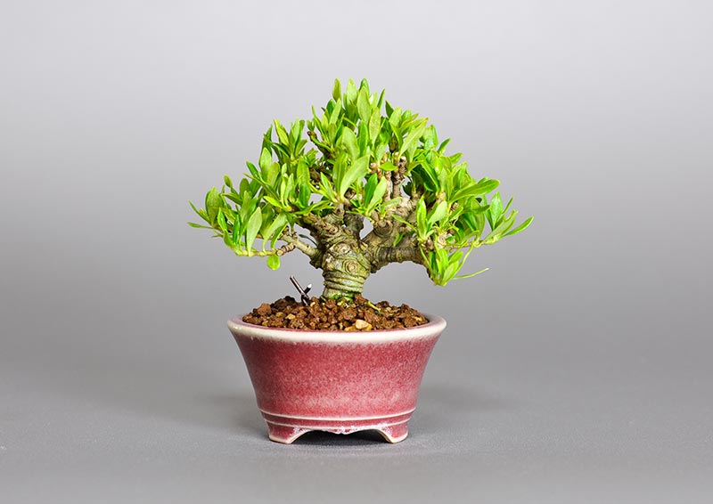 クチナシ-Q1（くちなし・梔子）花もの盆栽を裏側から見た景色・Gardenia jasminoides bonsai photo