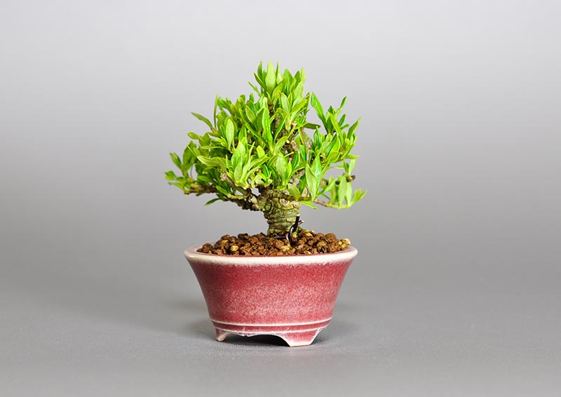 クチナシ-Q1（くちなし・梔子）花もの盆栽を右側から見た景色・Gardenia jasminoides bonsai photo