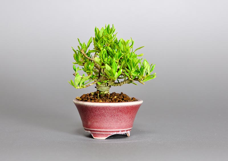 クチナシ-Q1（くちなし・梔子）花もの盆栽を左側から見た景色・Gardenia jasminoides bonsai photo