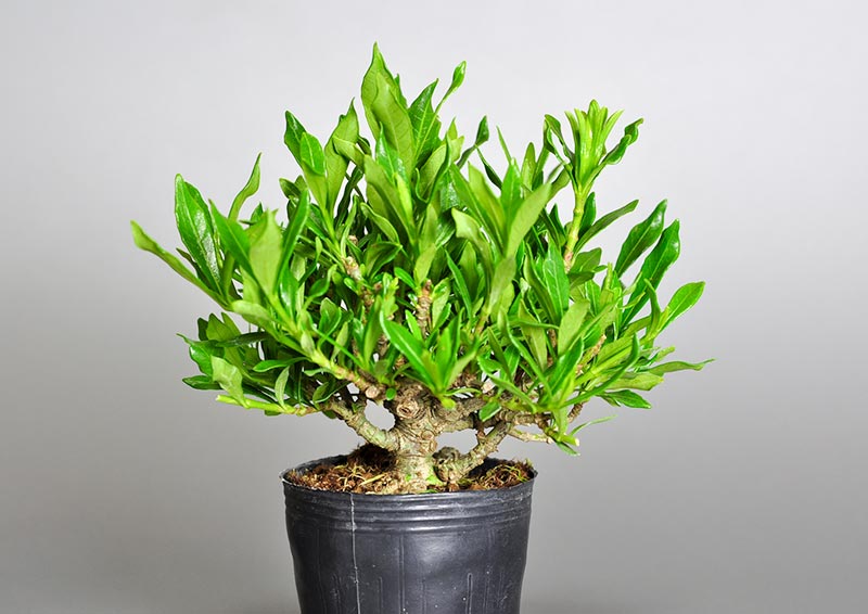 クチナシR（くちなし・梔子）豆盆栽の販売と育て方・作り方・Gardenia jasminoides bonsai photo