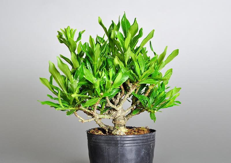 クチナシR（くちなし・梔子）豆盆栽を裏側から見た景色・Gardenia jasminoides bonsai photo