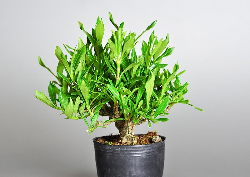 クチナシR（くちなし・梔子）豆盆栽を右側から見た景色・Gardenia jasminoides bonsai photo