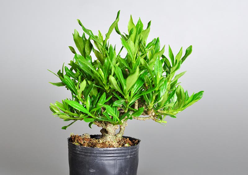 クチナシR（くちなし・梔子）豆盆栽を左側から見た景色・Gardenia jasminoides bonsai photo