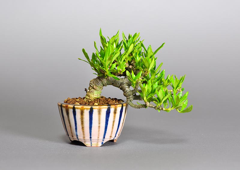 クチナシ-R1（くちなし・梔子）花もの盆栽の販売と育て方・作り方・Gardenia jasminoides bonsai photo