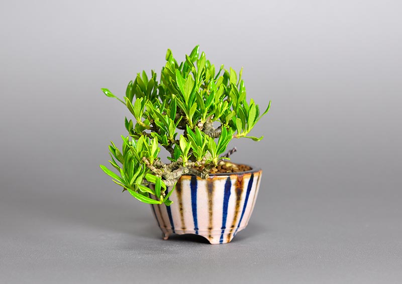 クチナシ-R1（くちなし・梔子）花もの盆栽を右側から見た景色・Gardenia jasminoides bonsai photo