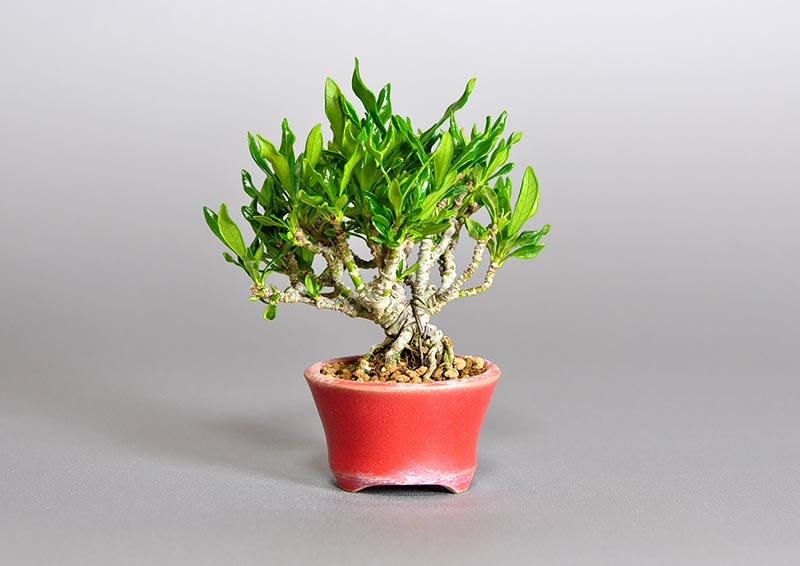 クチナシ-S1（くちなし・梔子）花もの盆栽を裏側から見た景色・Gardenia jasminoides bonsai