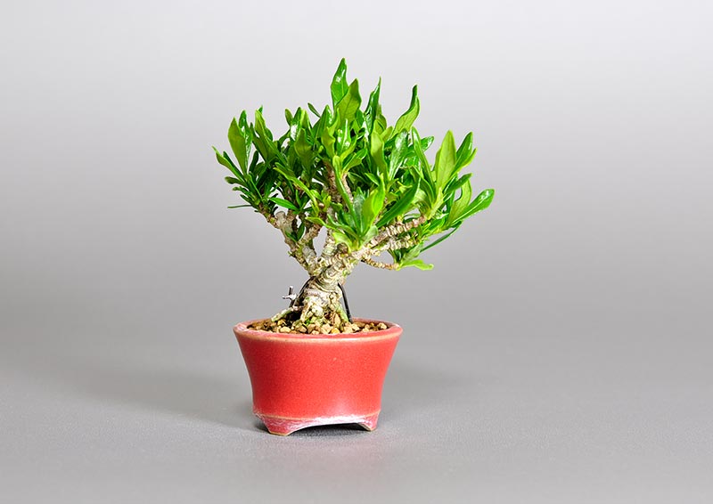 クチナシ-S1（くちなし・梔子）花もの盆栽を左側から見た景色・Gardenia jasminoides bonsai