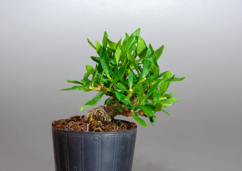 クチナシ-T1（くちなし・梔子）花もの盆栽の販売と育て方・作り方・Gardenia jasminoides bonsai