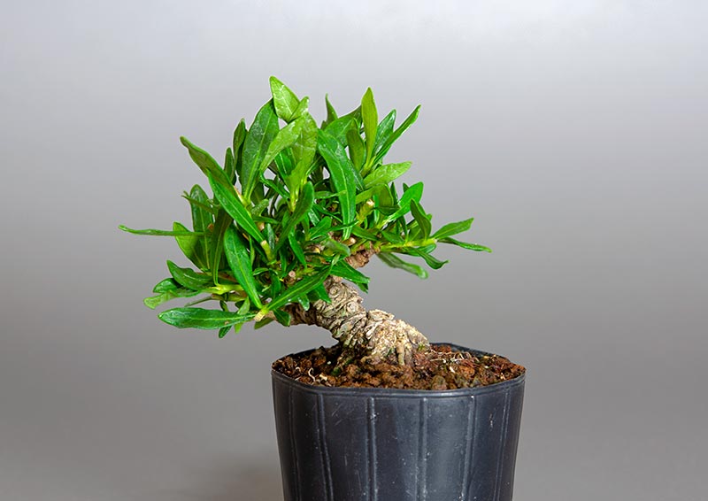 クチナシ-T1（くちなし・梔子）花もの盆栽を裏側から見た景色・Gardenia jasminoides bonsai