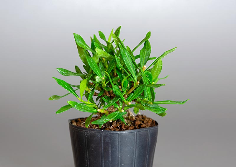 クチナシ-T1（くちなし・梔子）花もの盆栽を右側から見た景色・Gardenia jasminoides bonsai