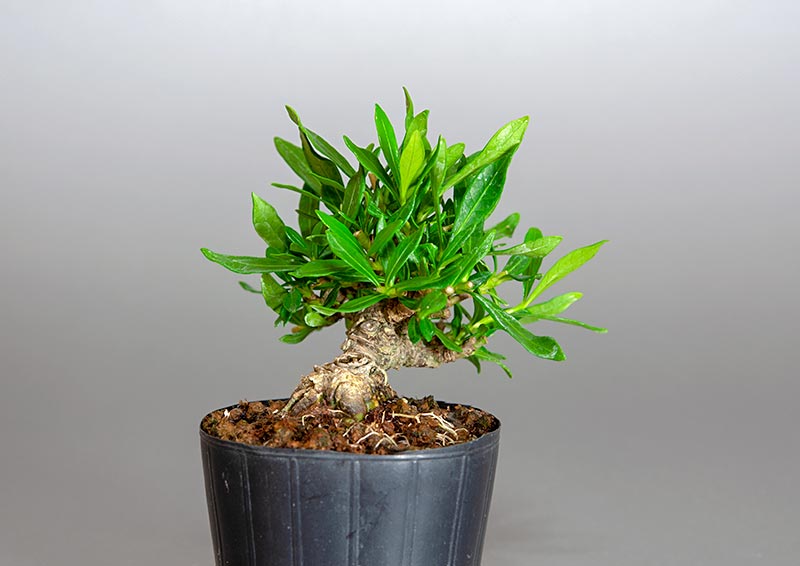 クチナシ-T1（くちなし・梔子）花もの盆栽を左側から見た景色・Gardenia jasminoides bonsai