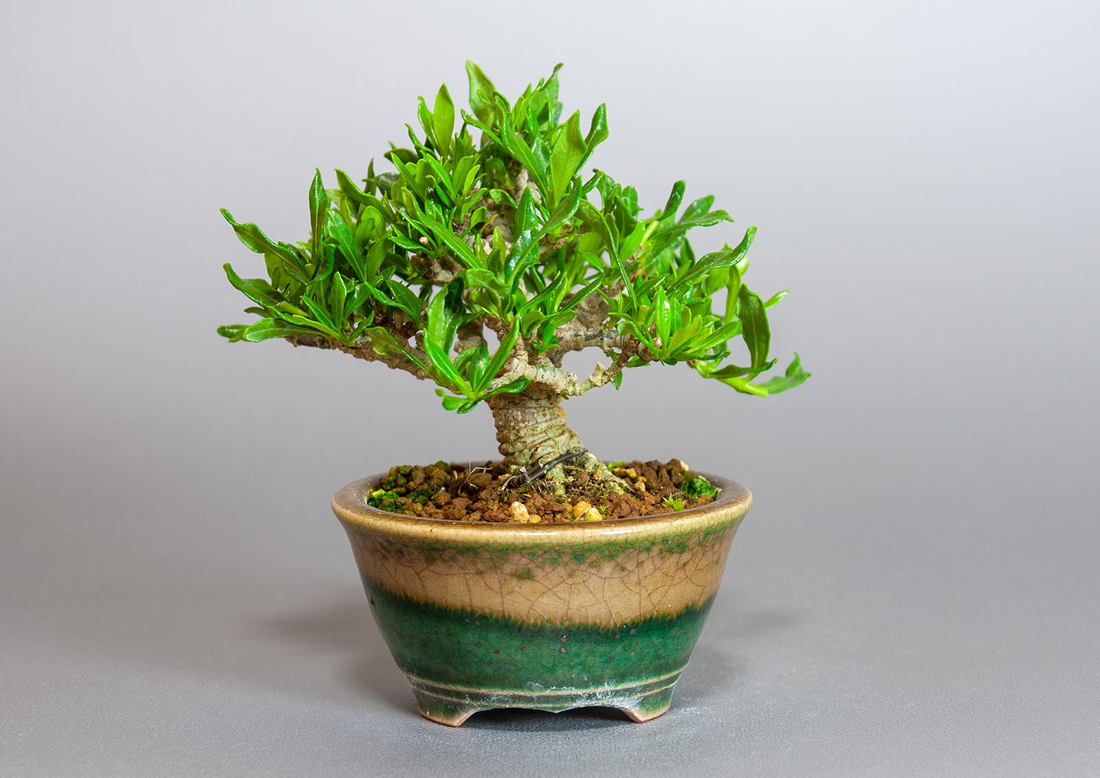 クチナシ-U1（くちなし・梔子）花もの盆栽を裏側から見た景色・Gardenia jasminoides bonsai