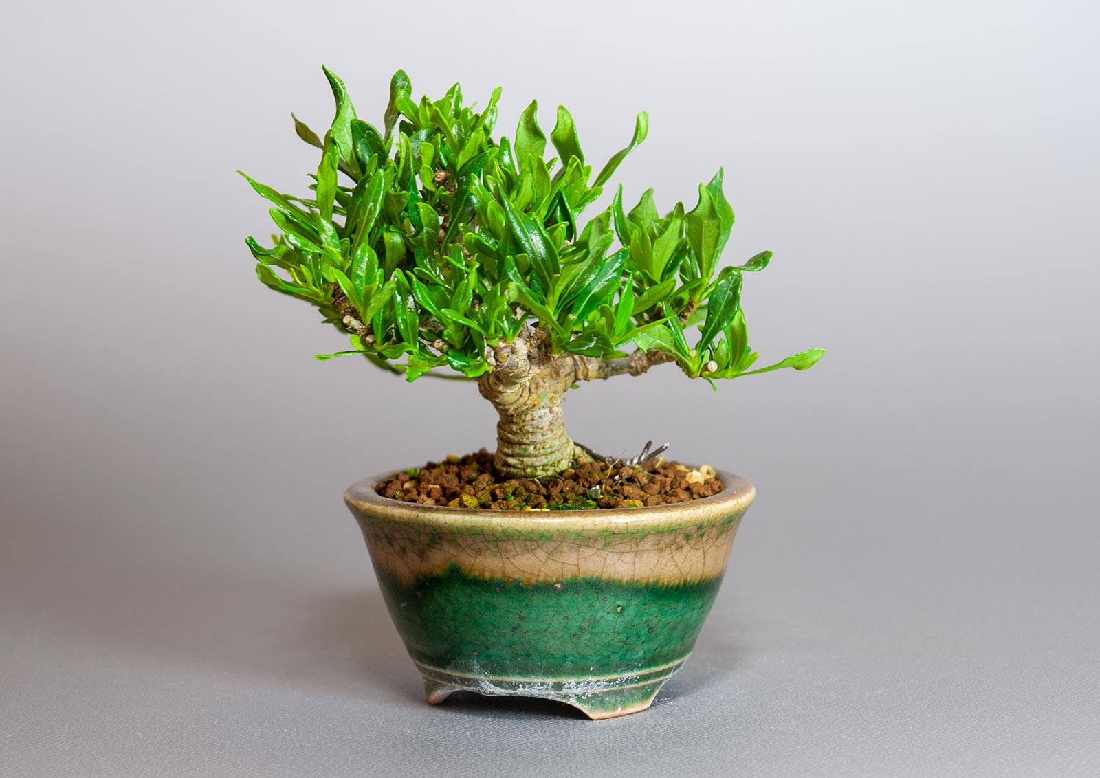 クチナシ-U1（くちなし・梔子）花もの盆栽を右側から見た景色・Gardenia jasminoides bonsai