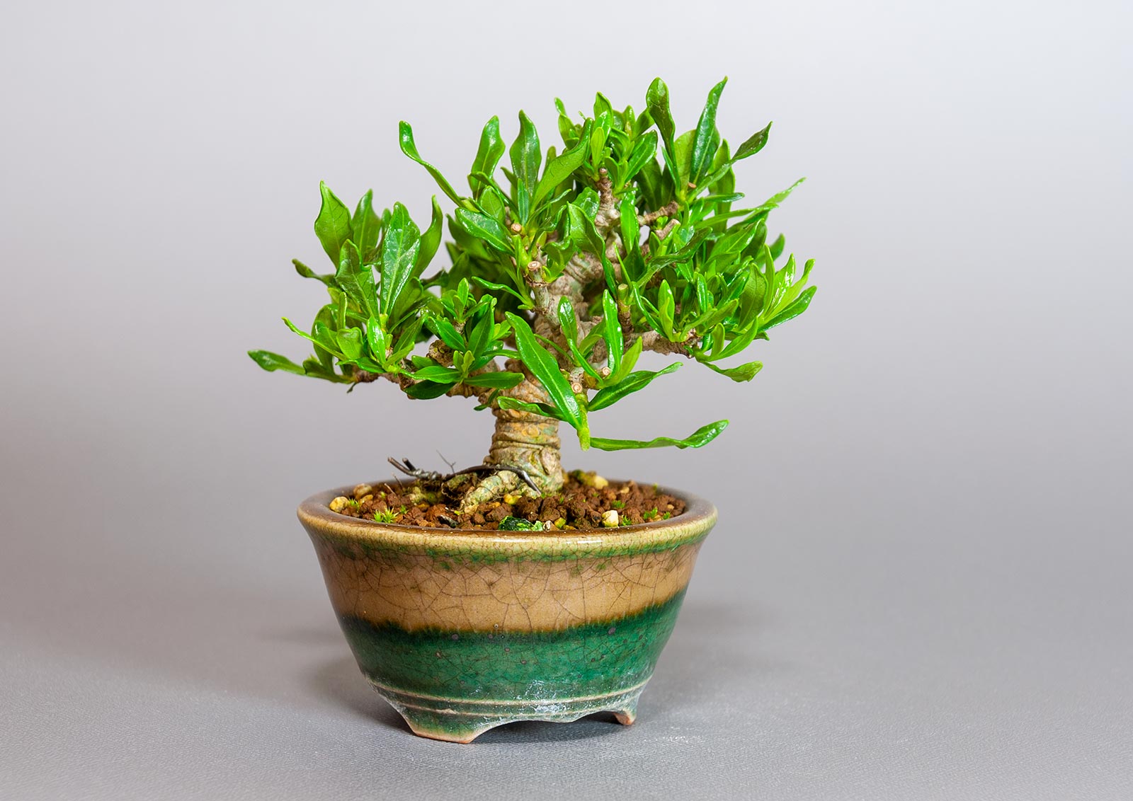 クチナシ-U1（くちなし・梔子）花もの盆栽を左側から見た景色・Gardenia jasminoides bonsai