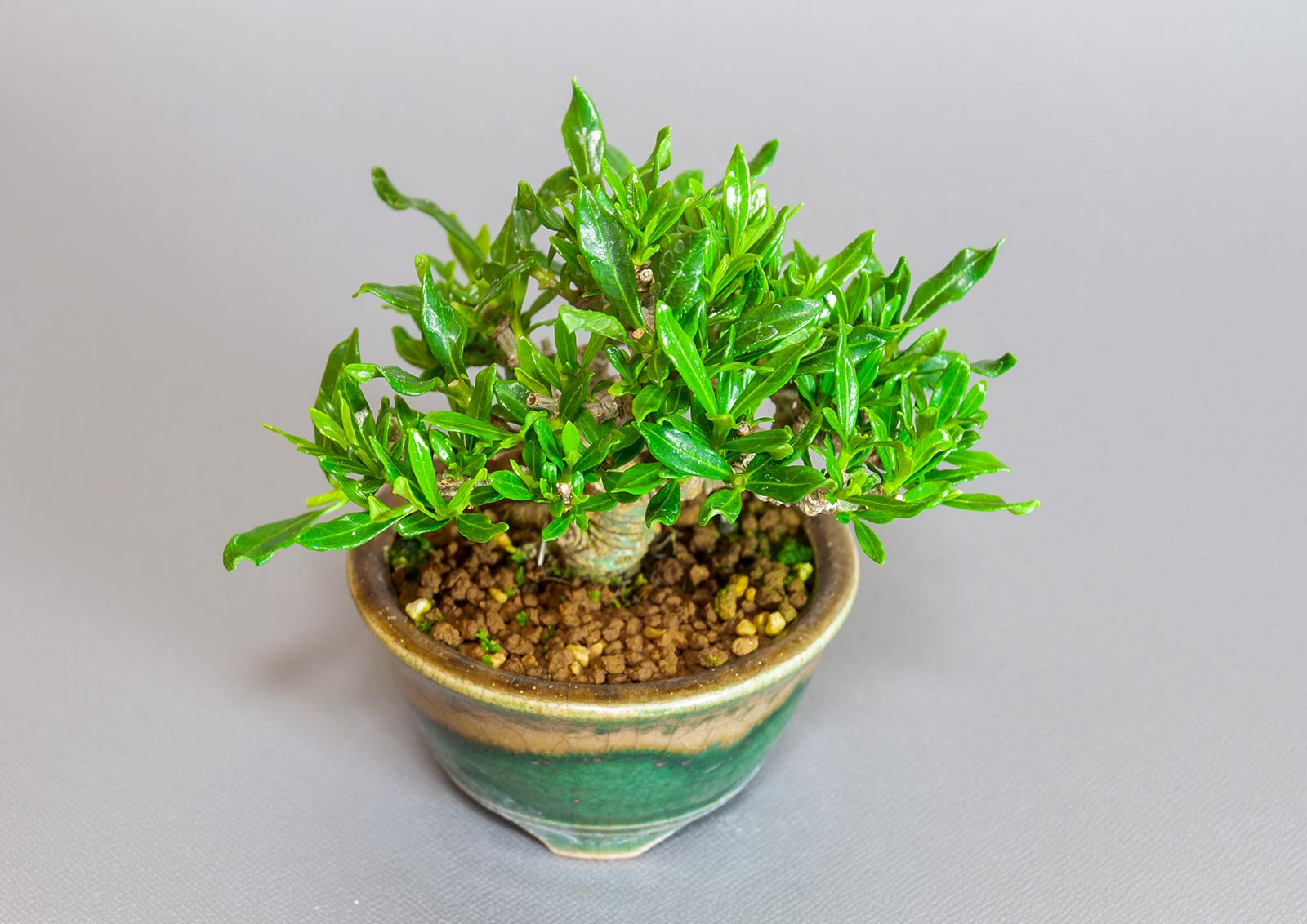 クチナシ-U1（くちなし・梔子）花もの盆栽を別側から見た景色・Gardenia jasminoides bonsai