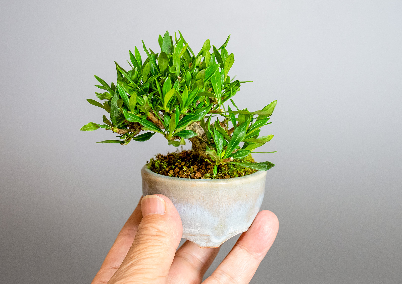 クチナシ-V1（くちなし・梔子）花もの盆栽の手乗りの景色・Gardenia jasminoides bonsai