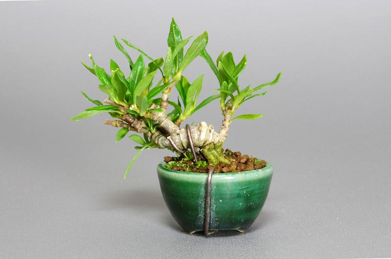 クチナシW（くちなし・梔子）花もの盆栽を裏側から見た景色・Gardenia jasminoides bonsai