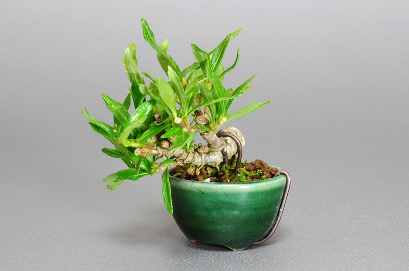 クチナシW（くちなし・梔子）花もの盆栽を右側から見た景色・Gardenia jasminoides bonsai