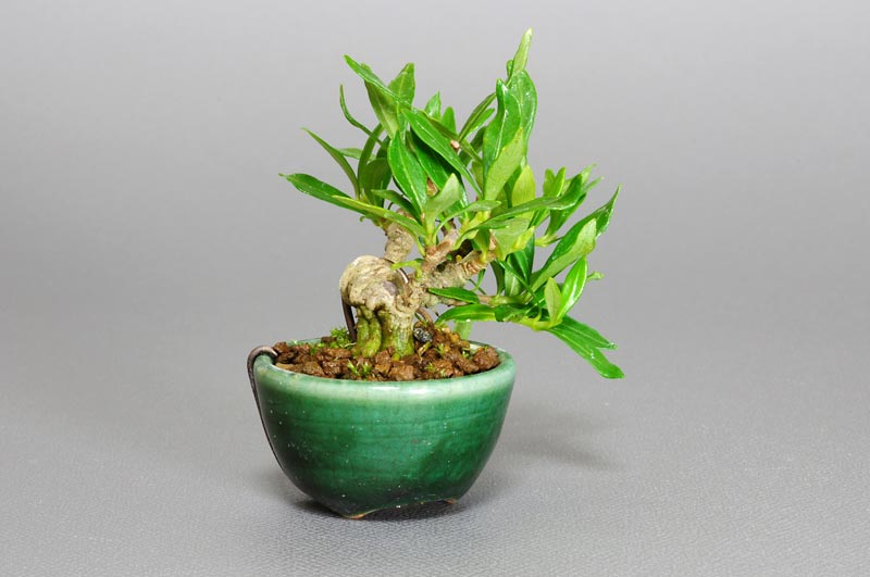 クチナシW（くちなし・梔子）花もの盆栽を左側から見た景色・Gardenia jasminoides bonsai