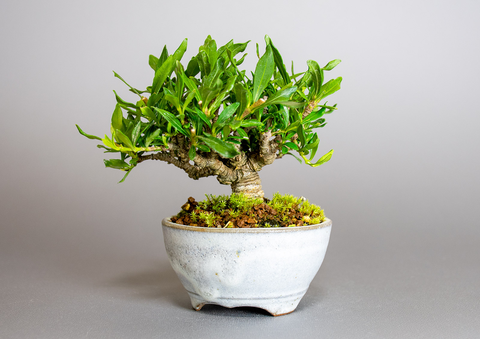 クチナシ-W1（くちなし・梔子）花もの盆栽を裏側から見た景色・Gardenia jasminoides bonsai