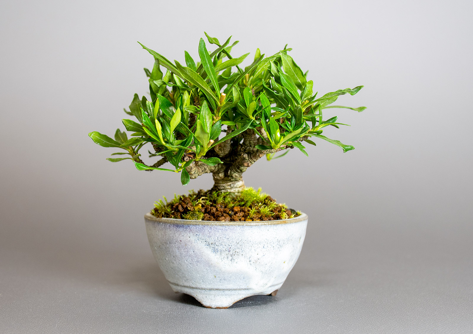 クチナシ-W1（くちなし・梔子）花もの盆栽を右側から見た景色・Gardenia jasminoides bonsai