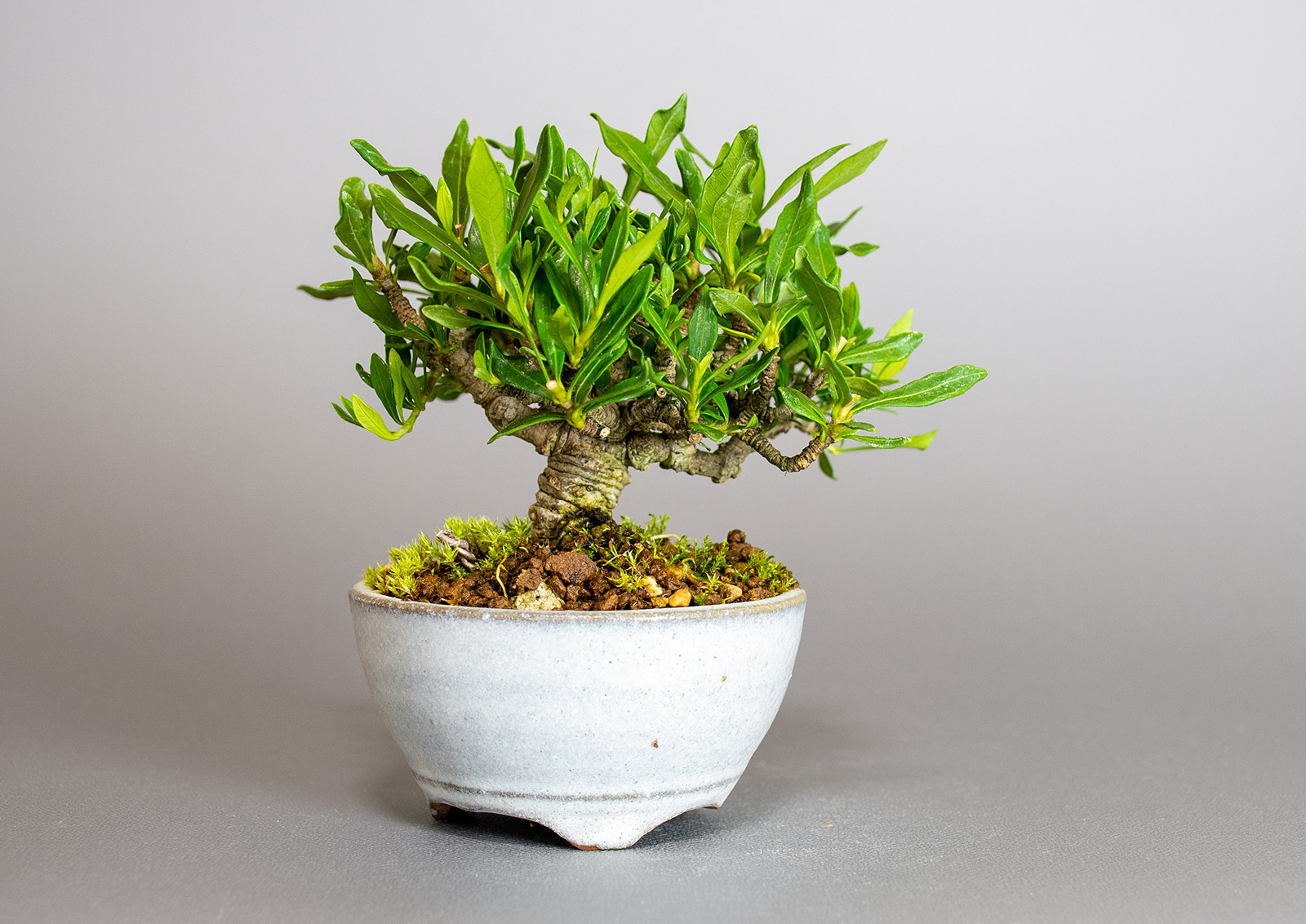 クチナシ-W1（くちなし・梔子）花もの盆栽を左側から見た景色・Gardenia jasminoides bonsai