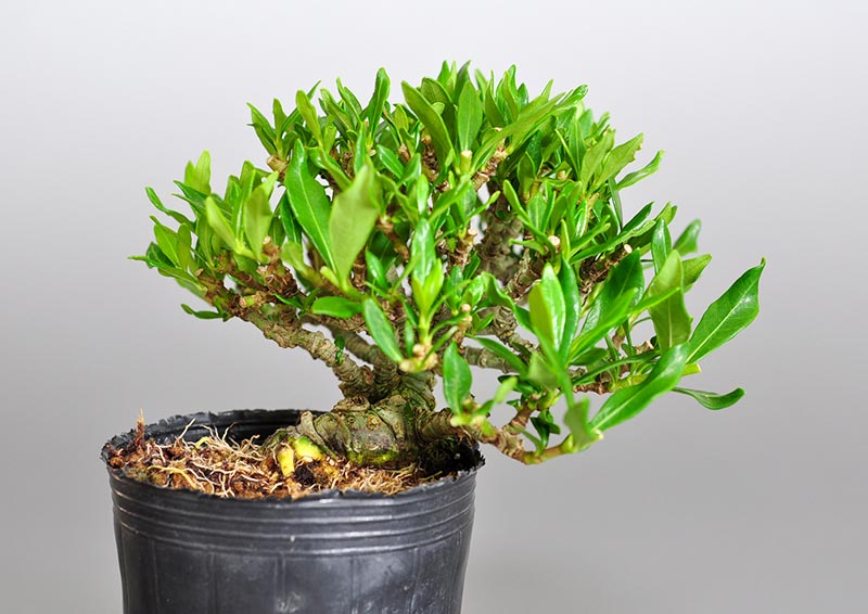 クチナシX（くちなし・梔子）ミニ盆栽を裏側から見た景色・Gardenia jasminoides bonsai photo