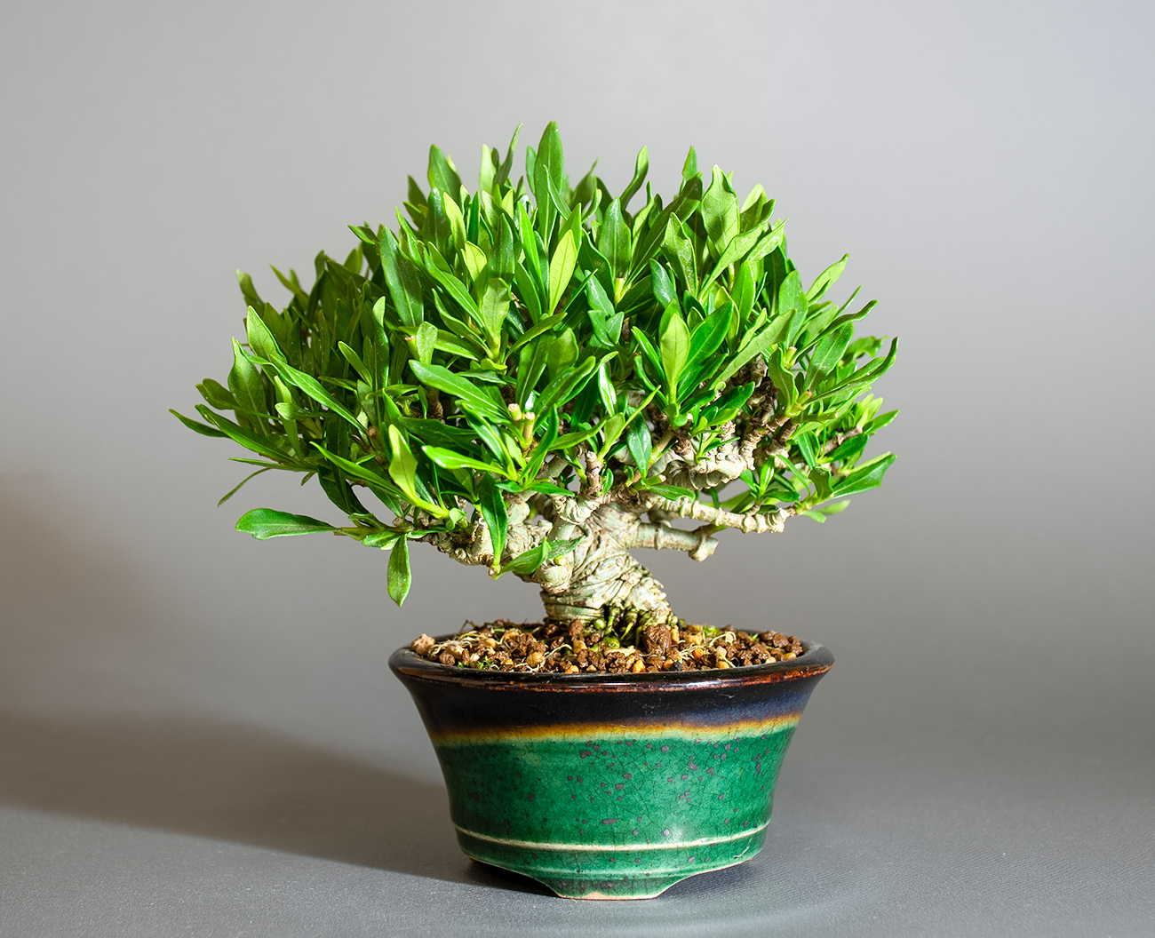 クチナシ-X1（くちなし・梔子）花もの盆栽の販売と育て方・作り方・Gardenia jasminoides bonsai