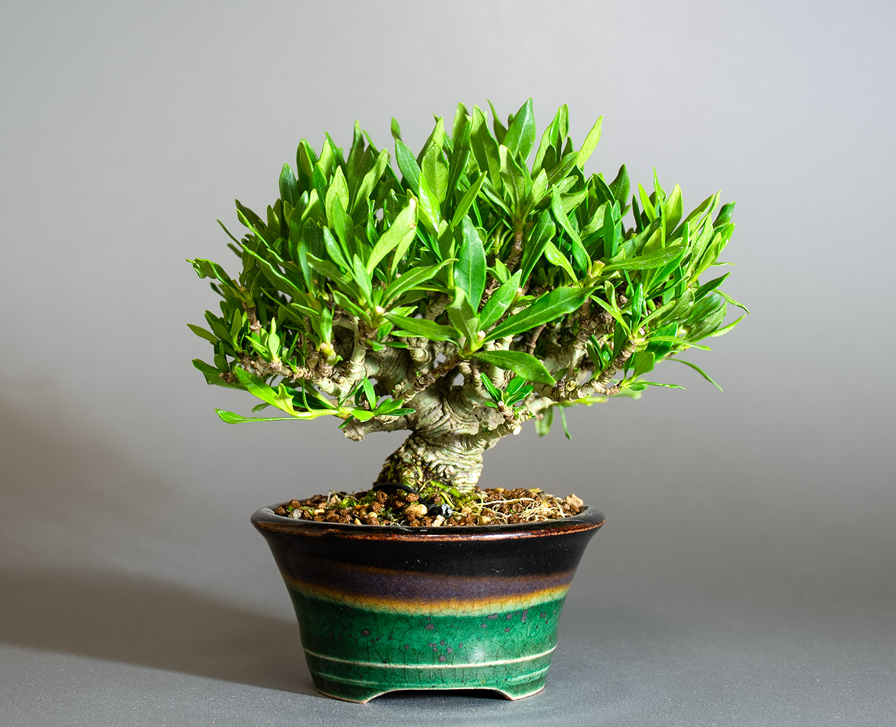 クチナシ-X1（くちなし・梔子）花もの盆栽を裏側から見た景色・Gardenia jasminoides bonsai