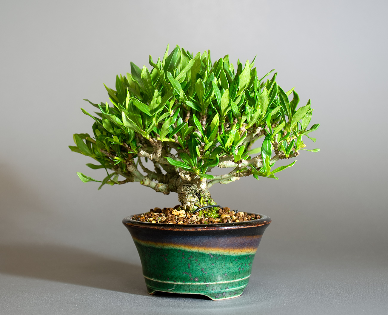 クチナシ-X1（くちなし・梔子）花もの盆栽を右側から見た景色・Gardenia jasminoides bonsai