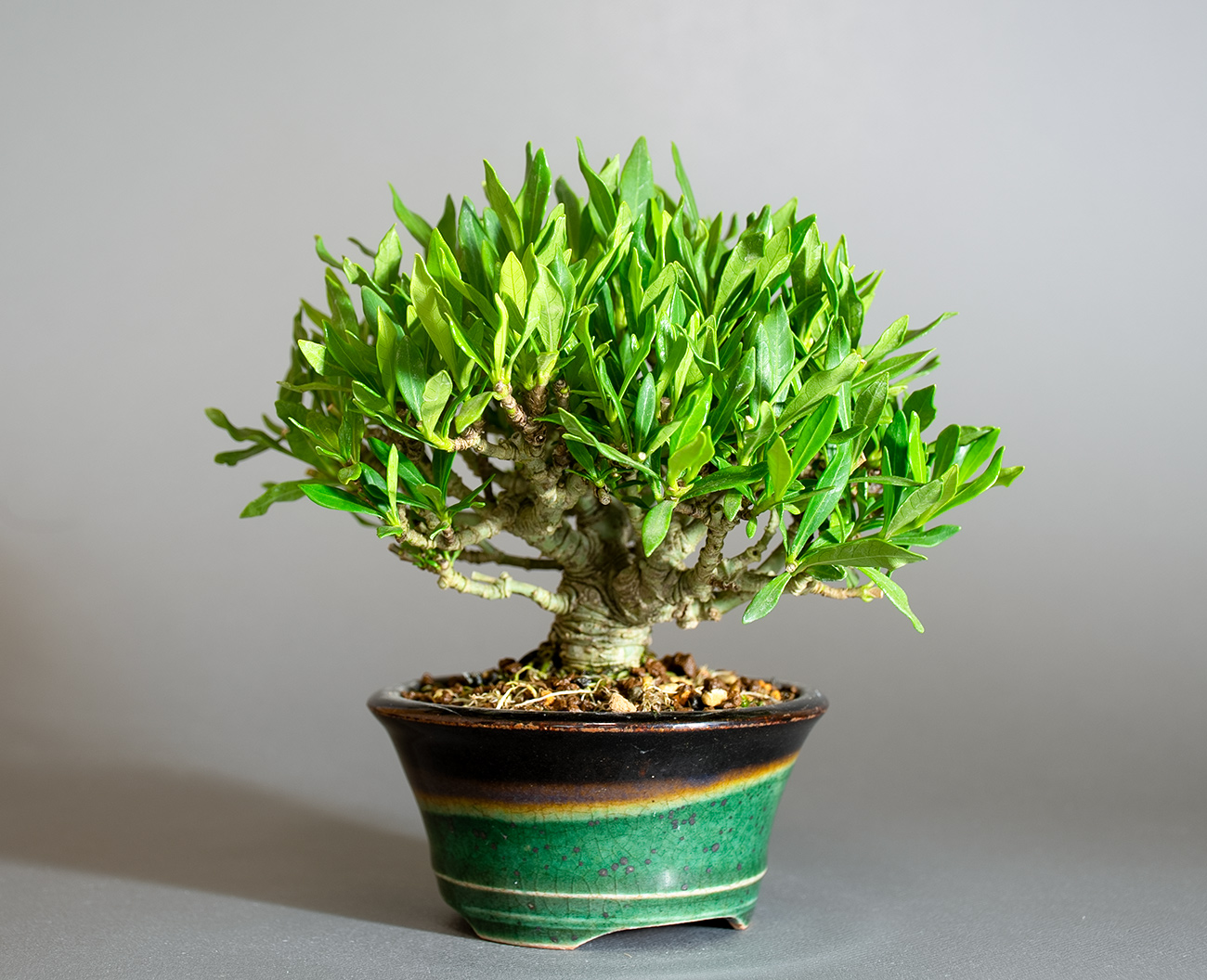 クチナシ-X1（くちなし・梔子）花もの盆栽を左側から見た景色・Gardenia jasminoides bonsai