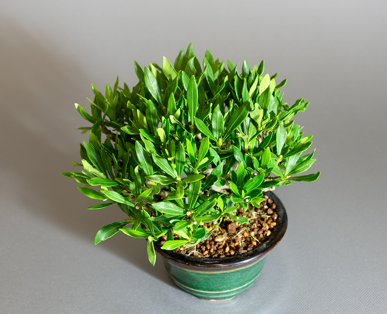 クチナシ-X1（くちなし・梔子）花もの盆栽を上側から見た景色・Gardenia jasminoides bonsai