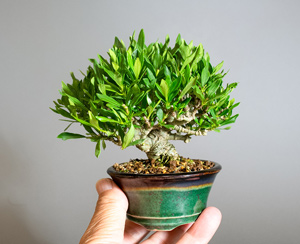 クチナシ-X1（梔子盆栽）Gardenia jasminoides bonsai｜おすすめの盆栽
